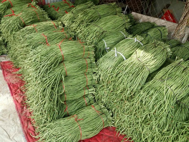 新乐绿龙豆角60厘米以上可视频看货产地直供