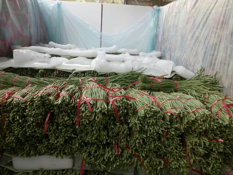 长豆角60厘米以上可视频看货产地直供