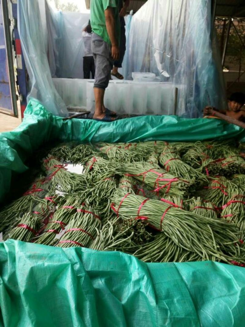 长豆角60厘米以上可视频看货产地直供
