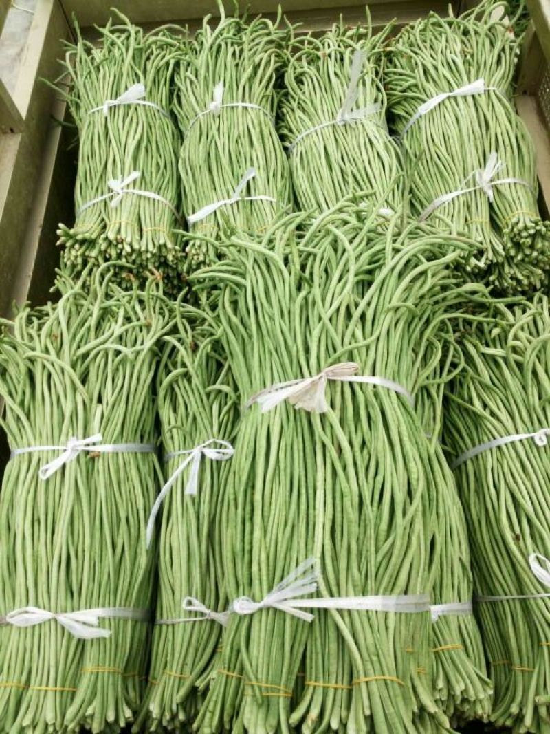 长豆角60厘米以上可视频看货产地直供