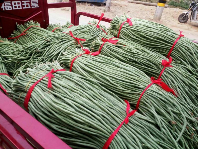 长豆角60厘米以上可视频看货产地直供