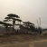 造型松树