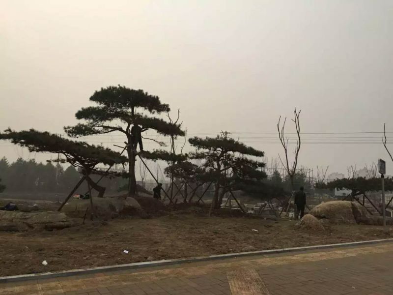 造型松树