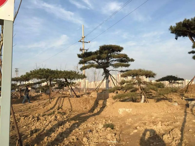 造型松树