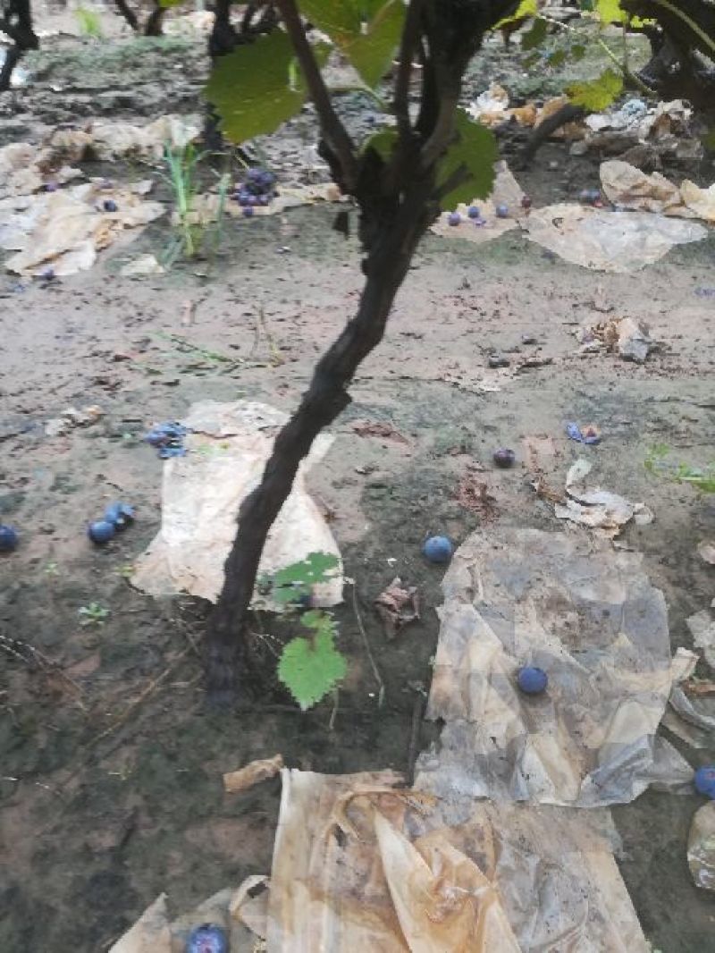 占地葡萄树