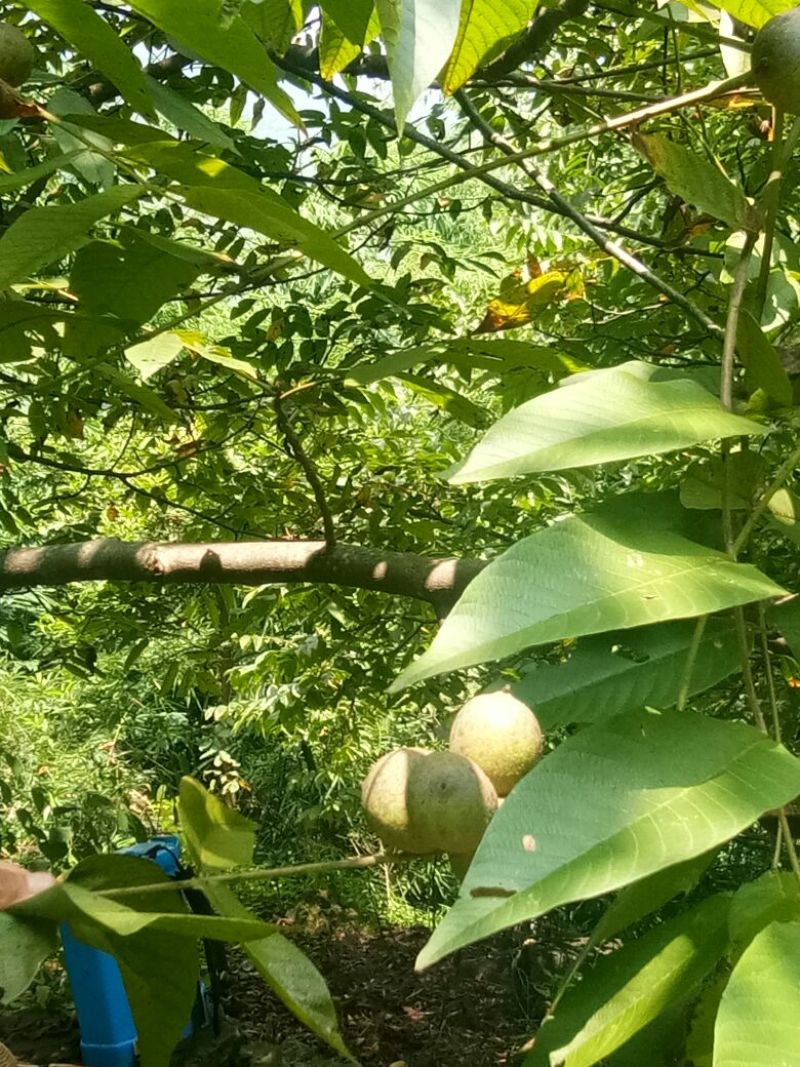 南达优质核桃