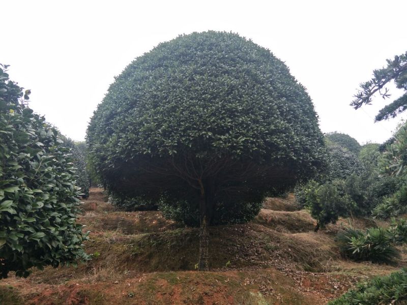 精品桂花，80.量15-20cm.
