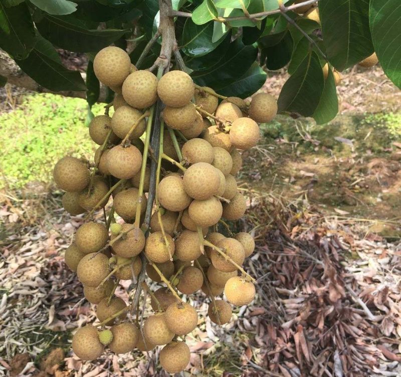 石硖龙眼大量上市