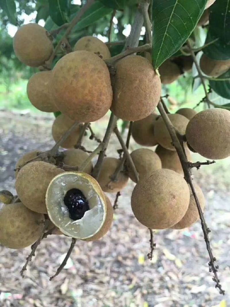 石硖龙眼大量上市