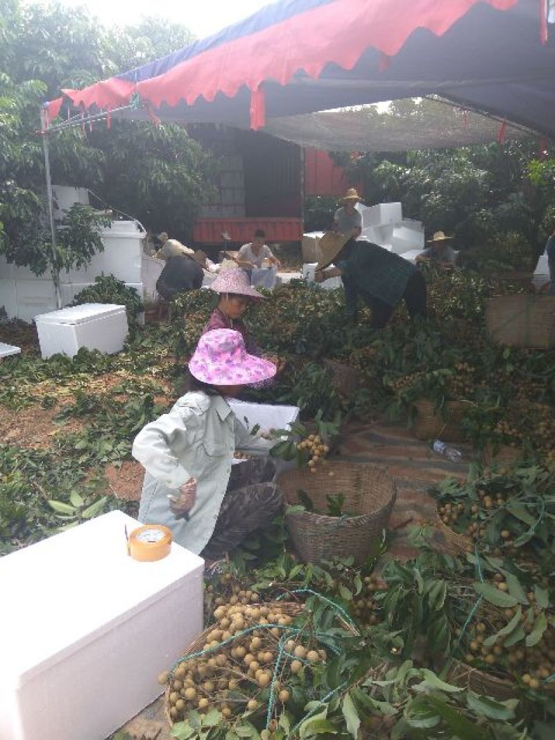 石硖龙眼大量上市