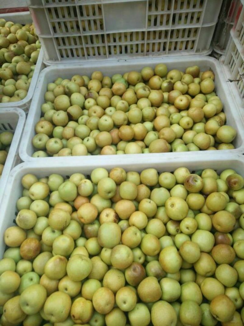 冬枣