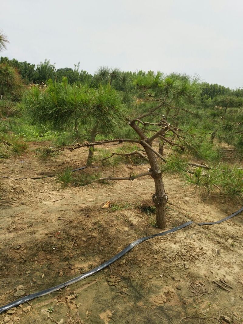 迎客松，景松，