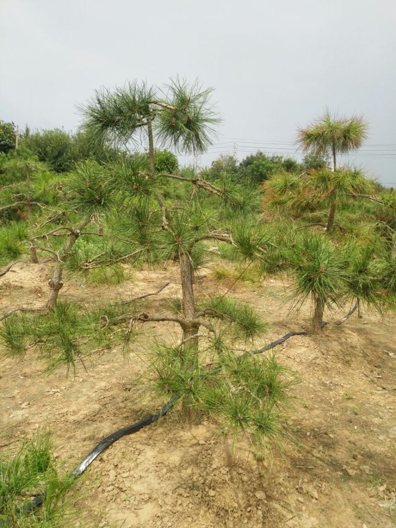 迎客松，景松，