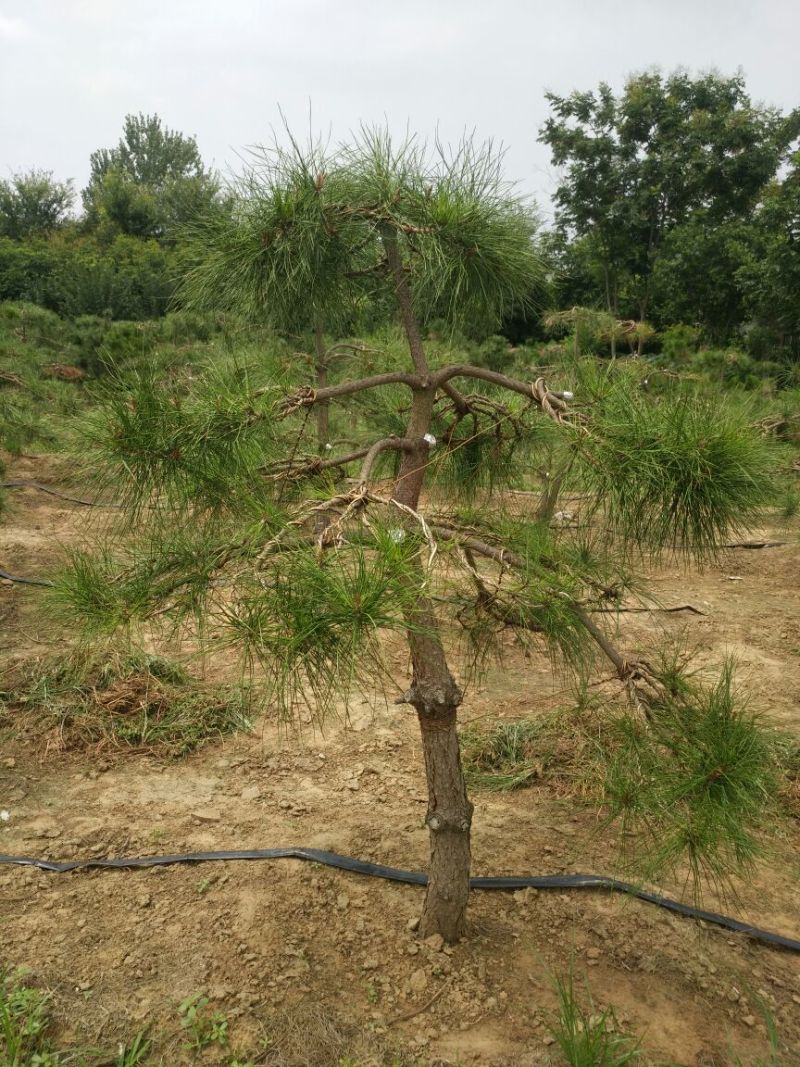 迎客松，景松，
