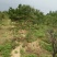 迎客松，景松，