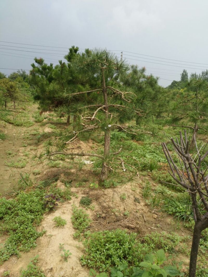 迎客松，景松，