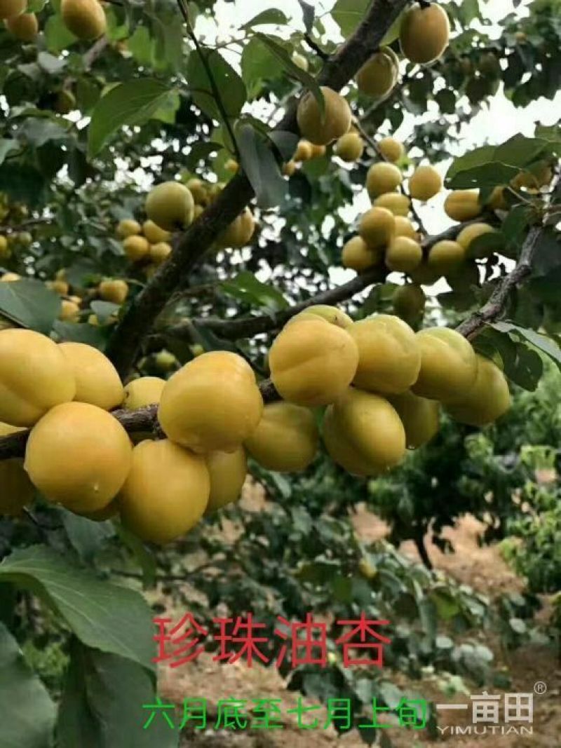 珍珠油杏苗产量特丰产口感甜香核香甜丰产稳产现挖现卖