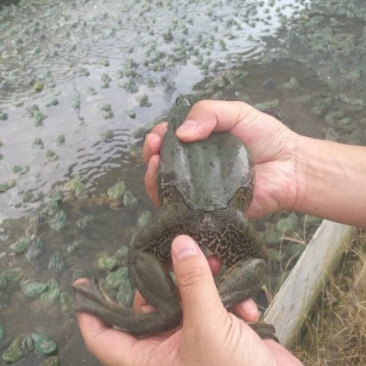 牛蛙