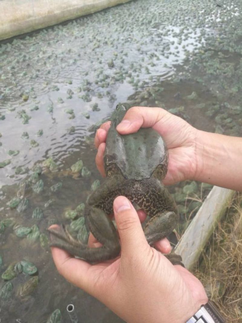 牛蛙