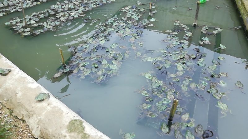 牛蛙