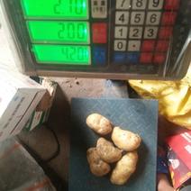 荷兰十五土豆，十二万斤。