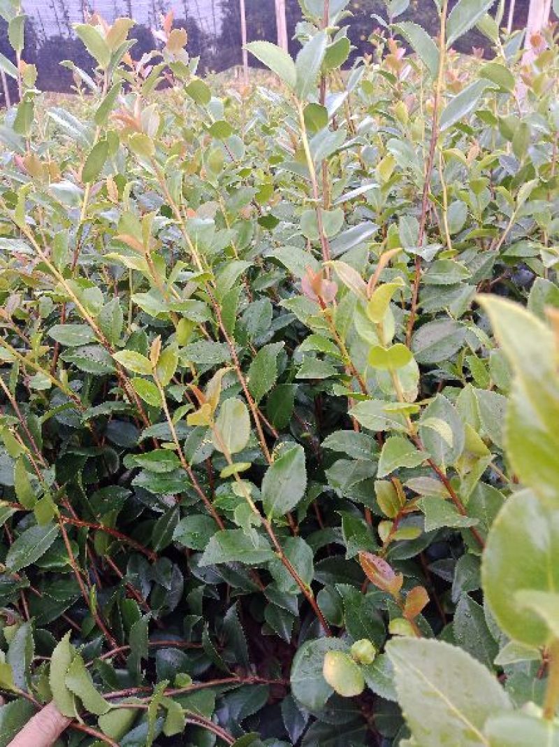 供应茶梅小苗，茶梅工程苗
