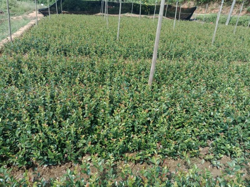 供应茶梅小苗，茶梅工程苗