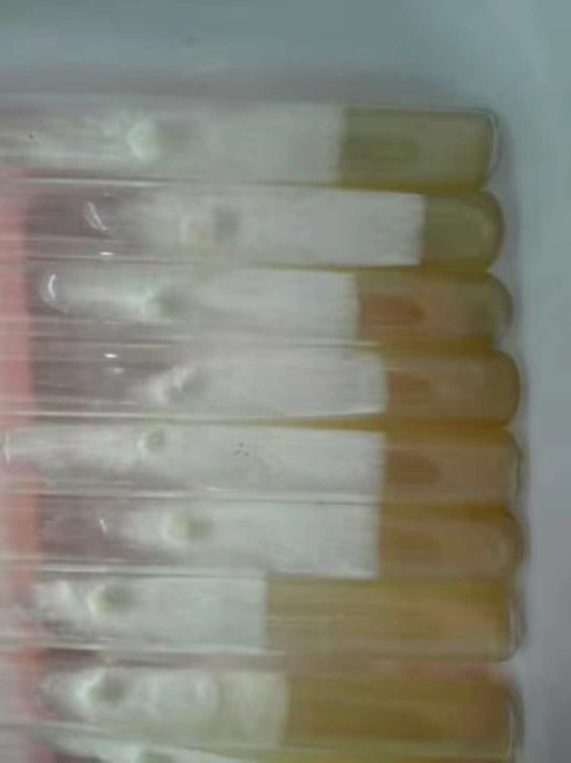 大球盖菇酒红菇菌种，研究所专业研发，免费提供技术指导，