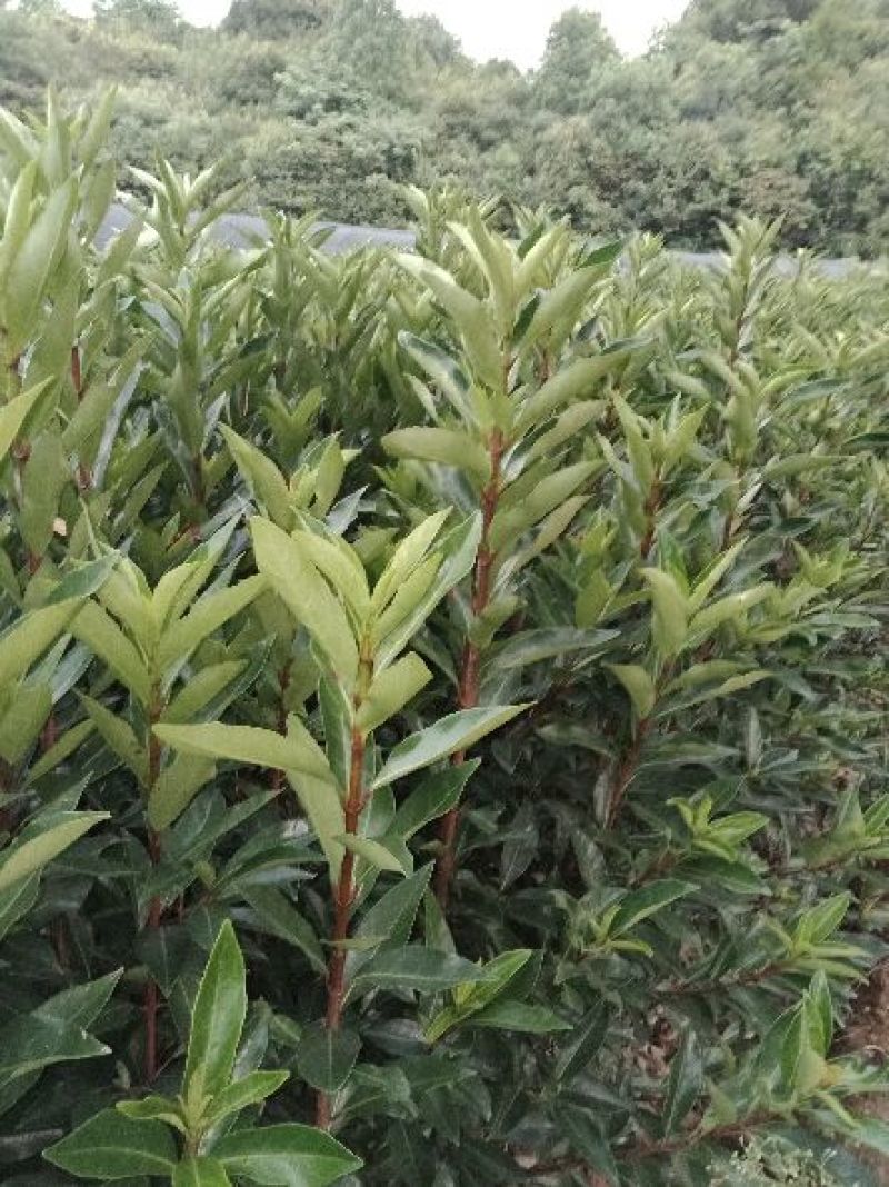 1.2米法国冬青，双杆