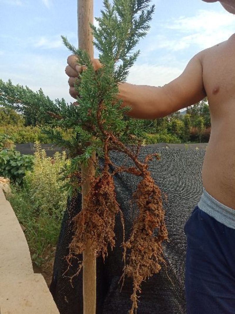 大量供应30深铺地柏，铺地龙小苗