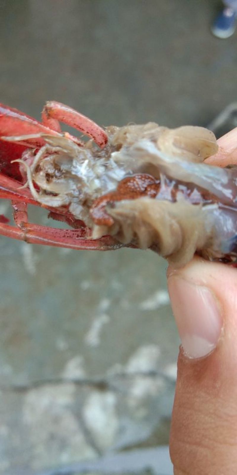 优质种虾种苗大量出售！！大量供应优质种虾，清水湖优质苗种