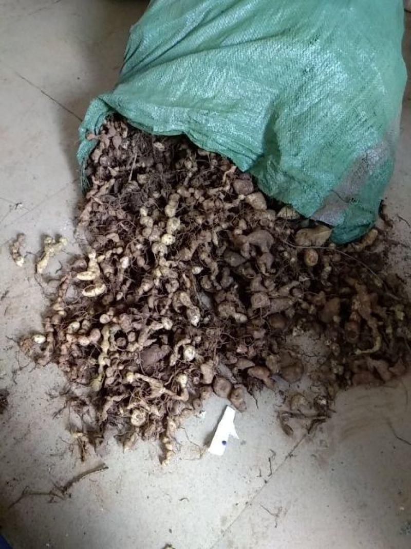 黄精