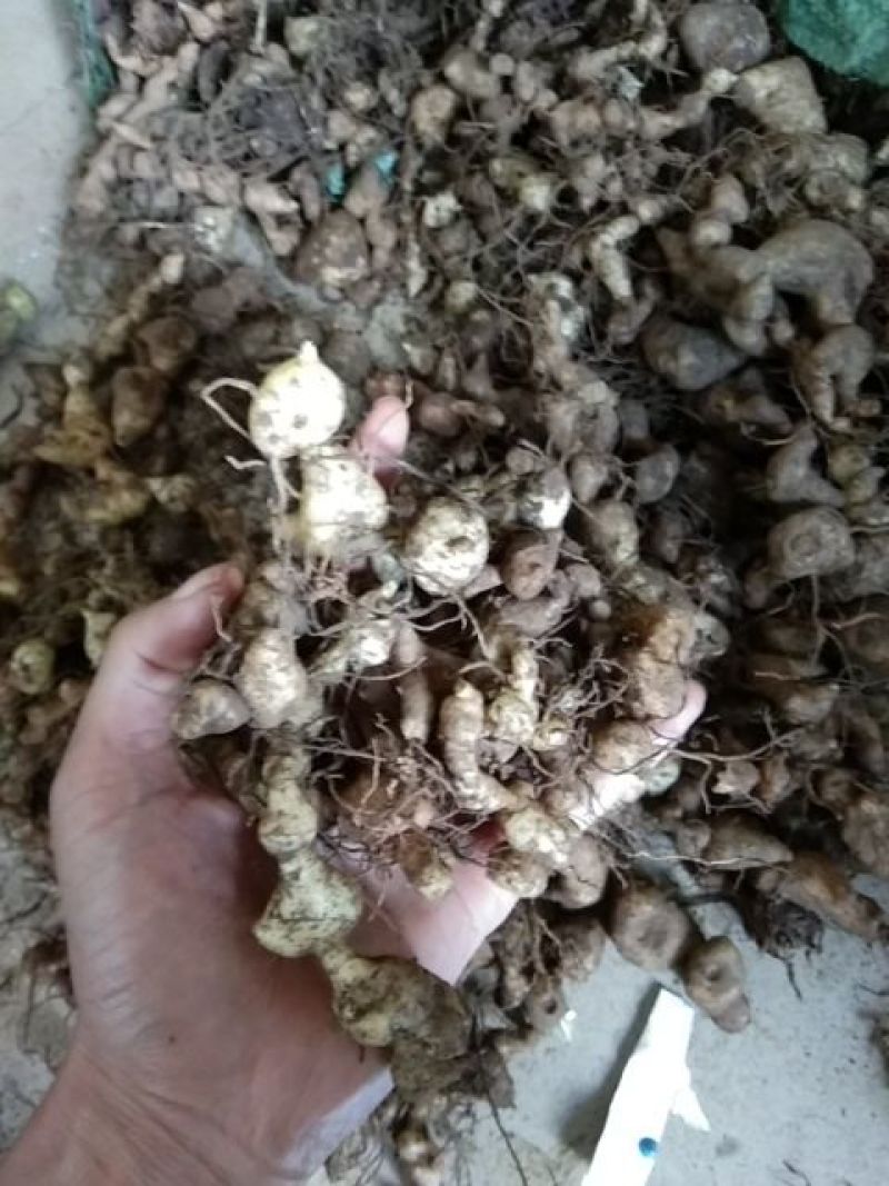 黄精