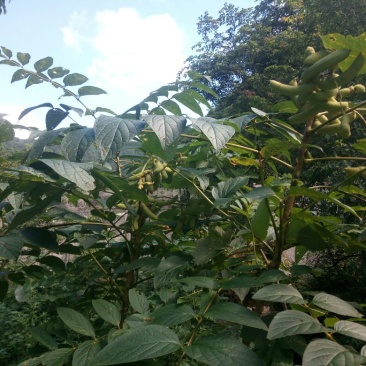 猫屎瓜即将成熟，有需联系我。
