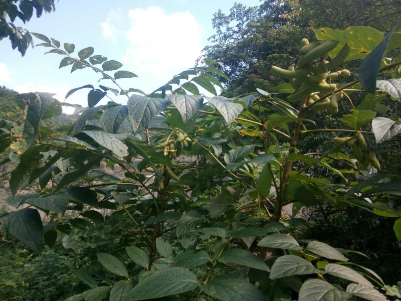 猫屎瓜即将成熟，有需联系我。