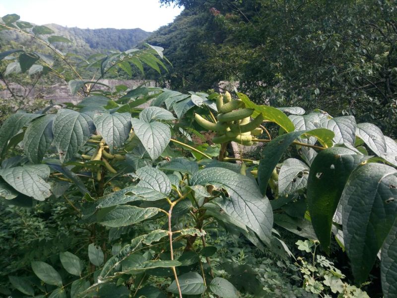 猫屎瓜即将成熟，有需联系我。
