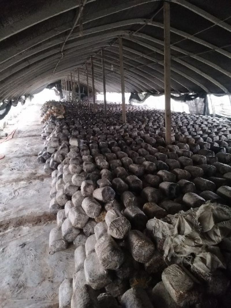食用菌棒可根据客户需求生产