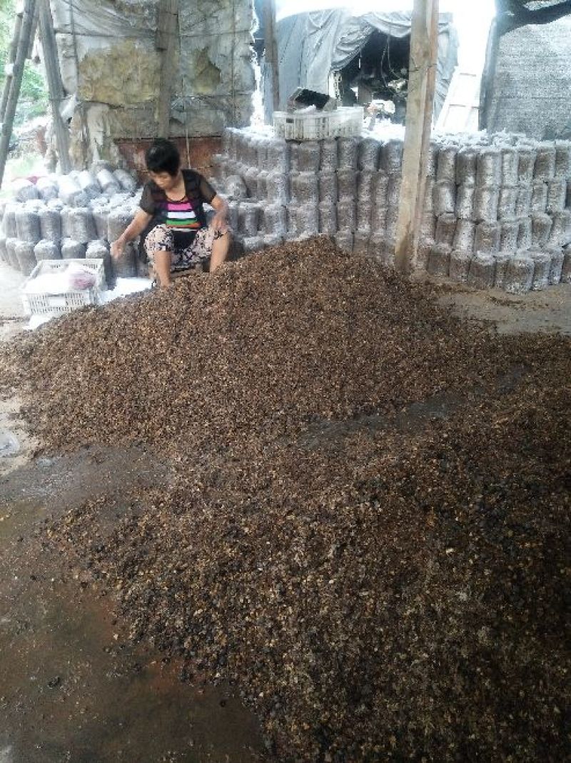 食用菌棒可根据客户需求生产