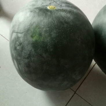 黑无子西瓜以大量上市了