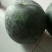 黑无子西瓜以大量上市了