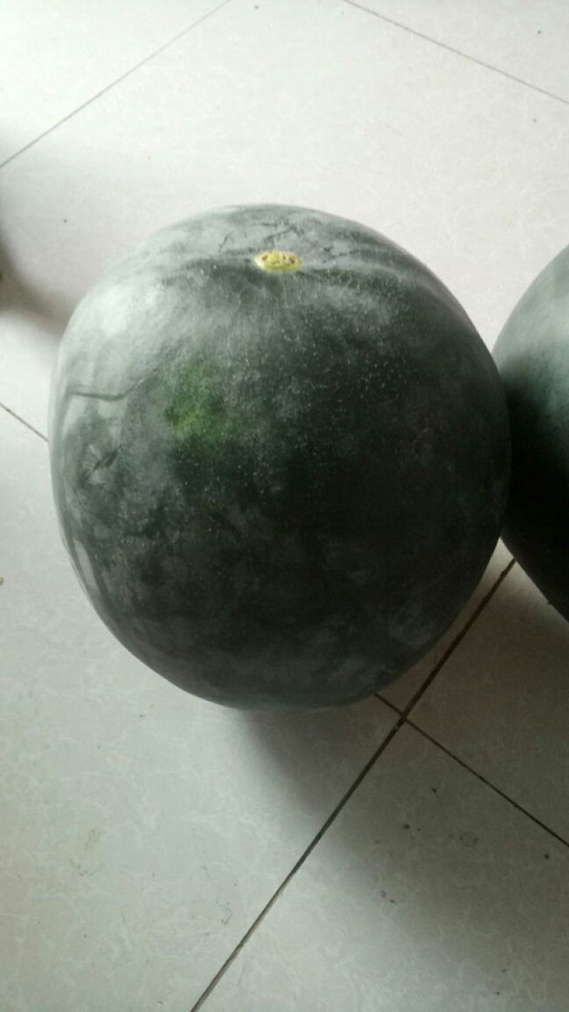 黑无子西瓜以大量上市了