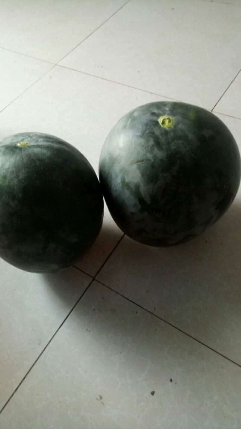 黑无子西瓜以大量上市了