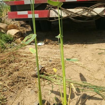 再力花