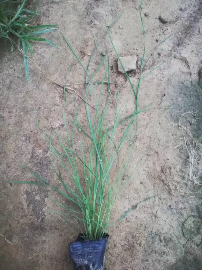 粉黛乱子草