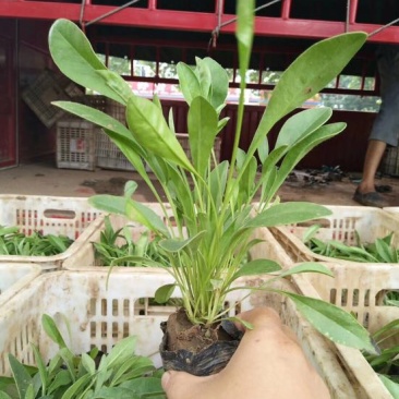 金鸡菊10~30cm