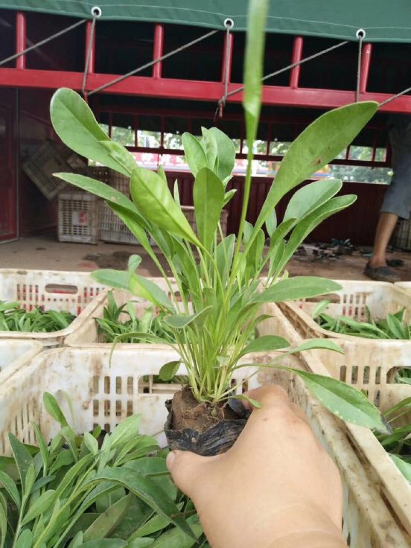 金鸡菊10~30cm