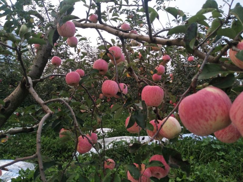 云南省昭通市108苹果早熟品种，代购代发货