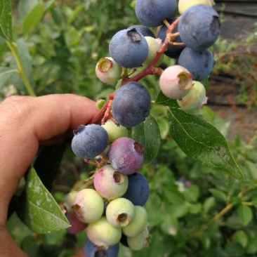 杜克蓝莓苗优瑞卡蓝莓苗30～50公分果大口感好