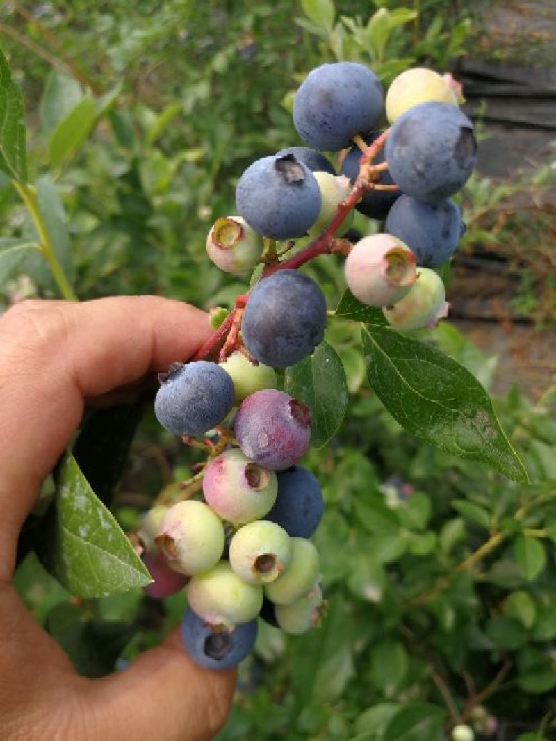 杜克蓝莓苗优瑞卡蓝莓苗30～50公分果大口感好