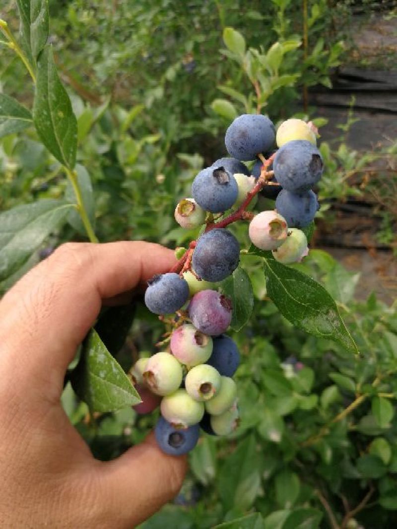 杜克蓝莓苗优瑞卡蓝莓苗30～50公分果大口感好